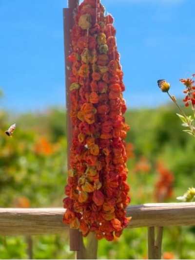 Kurutulmuş Dolmalık Tatlı Biber